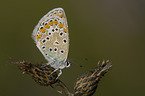 common blue