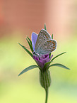 Common Blue