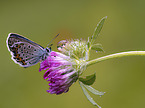 Common Blue