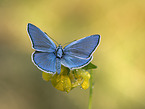 common blue