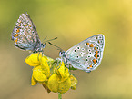 common blue