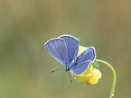 common gossamer-winged butterfly