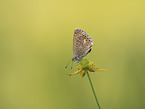 common gossamer-winged butterfly