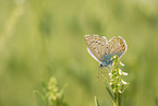 common blue