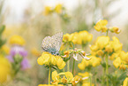 common blue