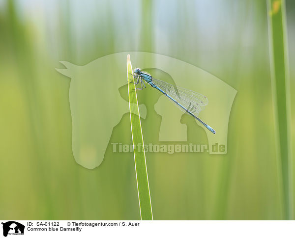 Common blue Damselfly / SA-01122