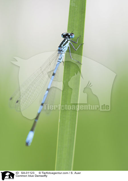 Gemeine Becherjungfer / Common blue Damselfly / SA-01123