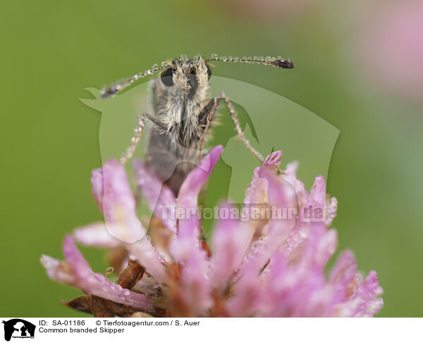 Komma-Dickkopffalter / Common branded Skipper / SA-01186