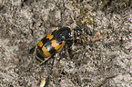 sexton beetle