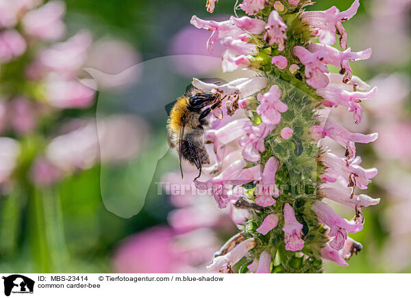 Ackerhummel / common carder-bee / MBS-23414