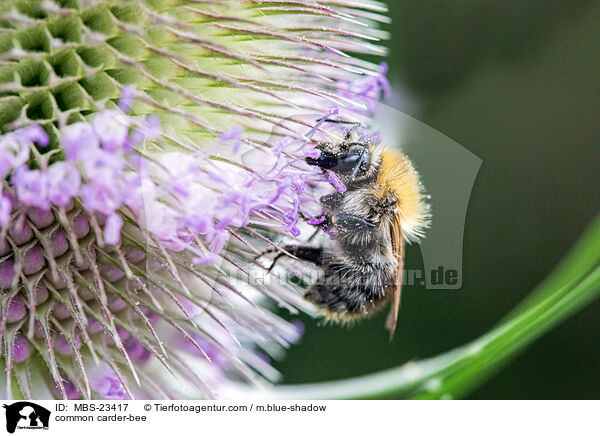 common carder-bee / MBS-23417