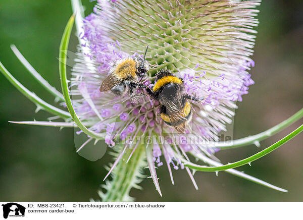 common carder-bee / MBS-23421