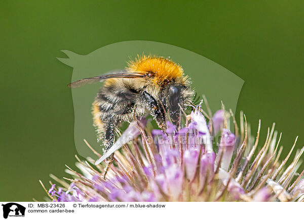 common carder-bee / MBS-23426