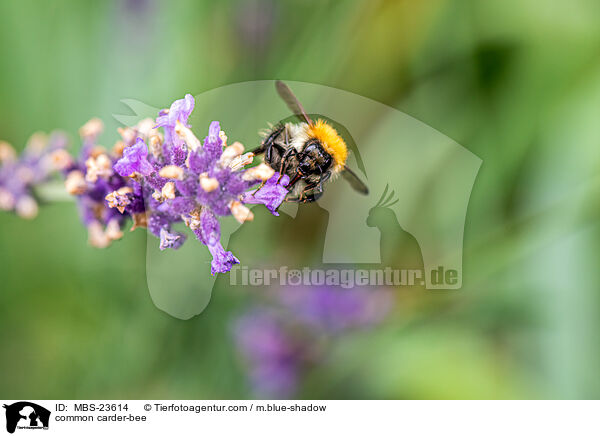 common carder-bee / MBS-23614
