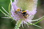common carder-bee