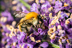 common carder-bee