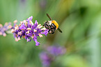 common carder-bee