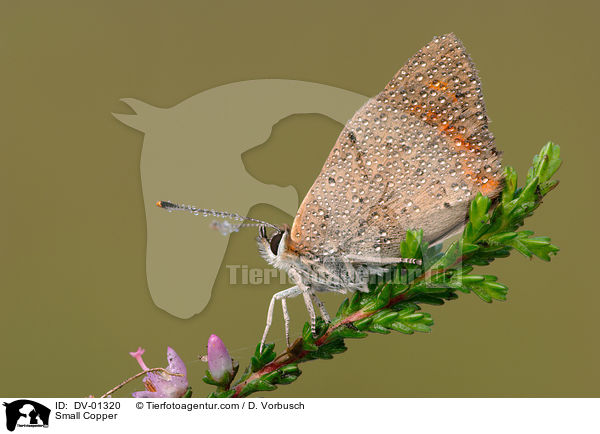 Small Copper / DV-01320