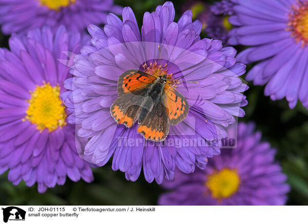 Kleiner Feuerfalter / small copper butterfly / JOH-01115