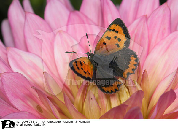small copper butterfly / JOH-01116
