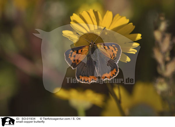 Kleiner Feuerfalter / small copper butterfly / SO-01934