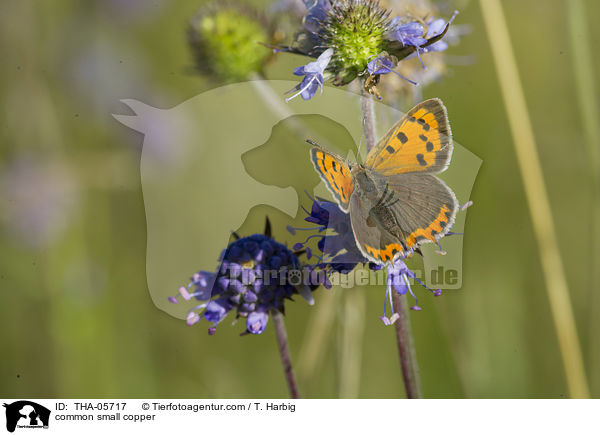 common small copper / THA-05717