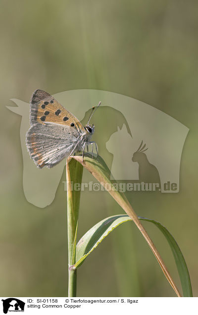 sitzender Kleiner Feuerfalter / sitting Common Copper / SI-01158