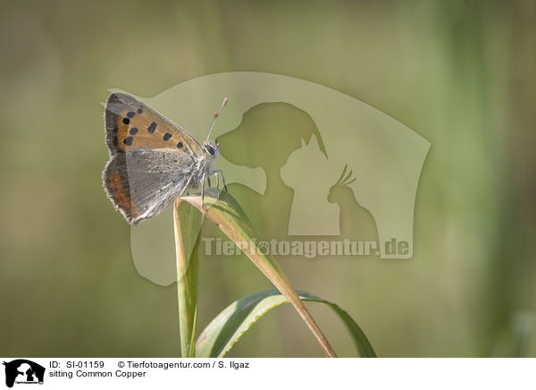 sitting Common Copper / SI-01159