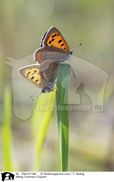 sitting Common Copper / THA-07188