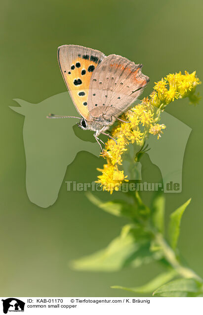 common small copper / KAB-01170