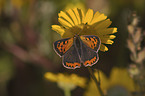 small copper butterfly