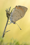 common small copper