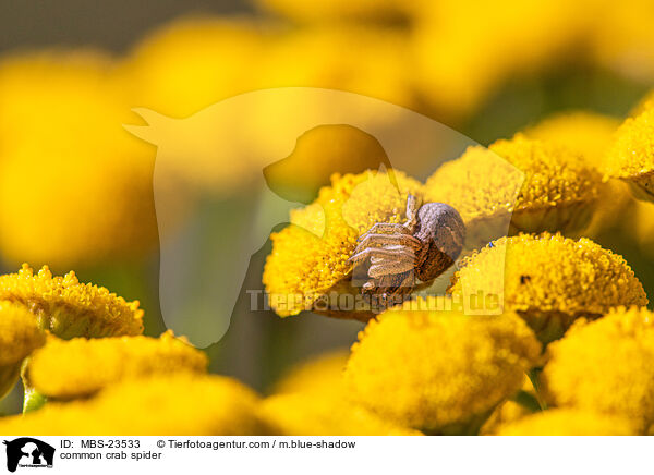 Braune Krabbenspinne / common crab spider / MBS-23533