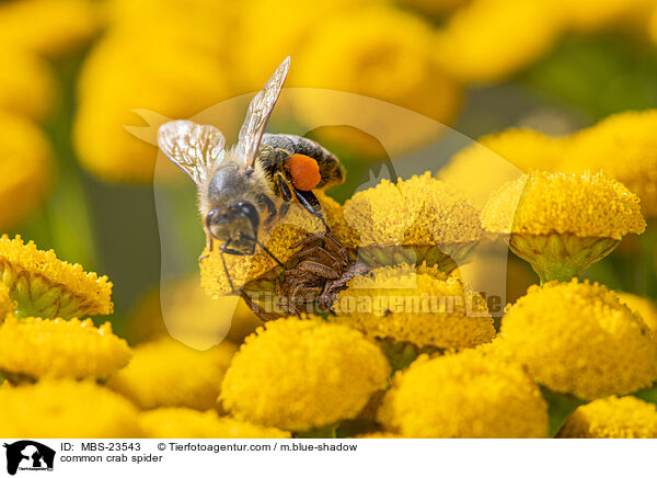 Braune Krabbenspinne / common crab spider / MBS-23543