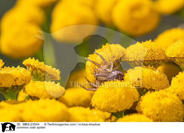 Braune Krabbenspinne / common crab spider / MBS-23544