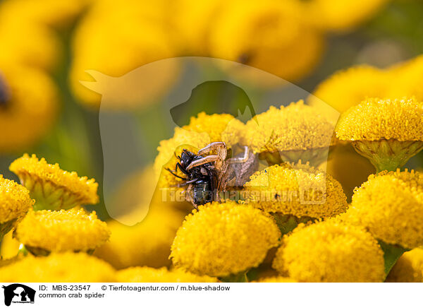 Braune Krabbenspinne / common crab spider / MBS-23547