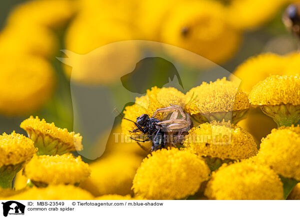 common crab spider / MBS-23549