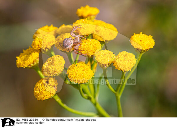 common crab spider / MBS-23580