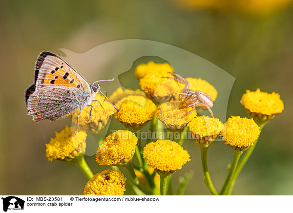 common crab spider / MBS-23581