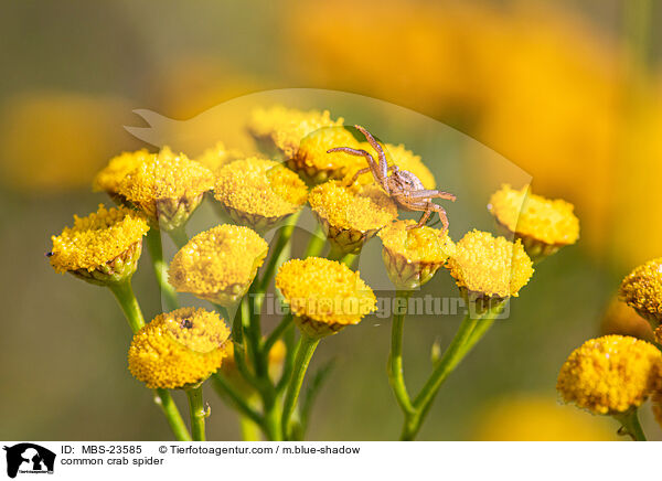 Braune Krabbenspinne / common crab spider / MBS-23585