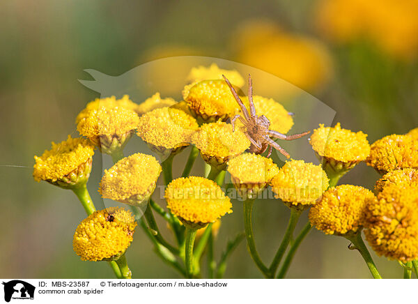 Braune Krabbenspinne / common crab spider / MBS-23587