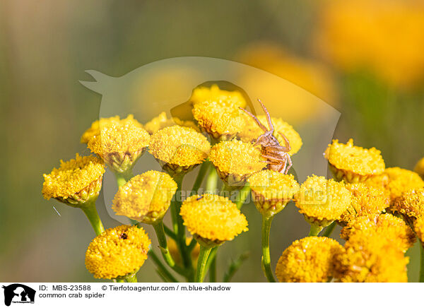 Braune Krabbenspinne / common crab spider / MBS-23588