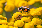 common crab spider