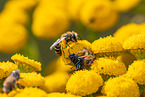 common crab spider