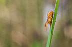 common crab spider