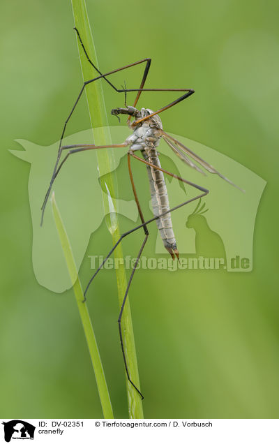 Wiesenschnake / cranefly / DV-02351