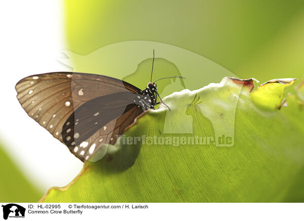 Gemeine Krhe / Common Crow Butterfly / HL-02995