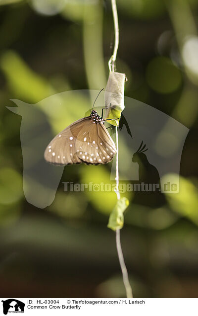 Gemeine Krhe / Common Crow Butterfly / HL-03004