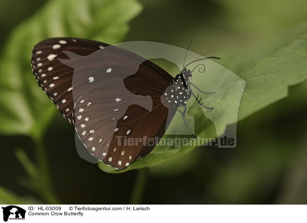 Gemeine Krhe / Common Crow Butterfly / HL-03009