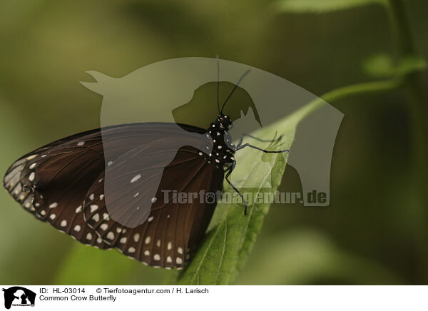 Common Crow Butterfly / HL-03014